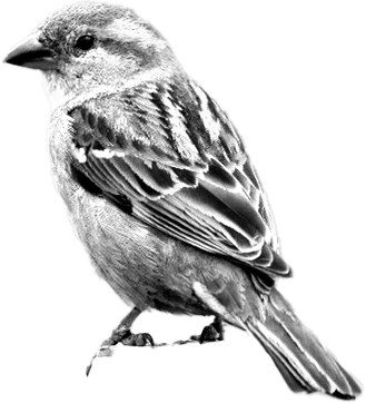 A bird